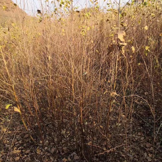 开原市白桦树苗 白桦小苗30-1米高