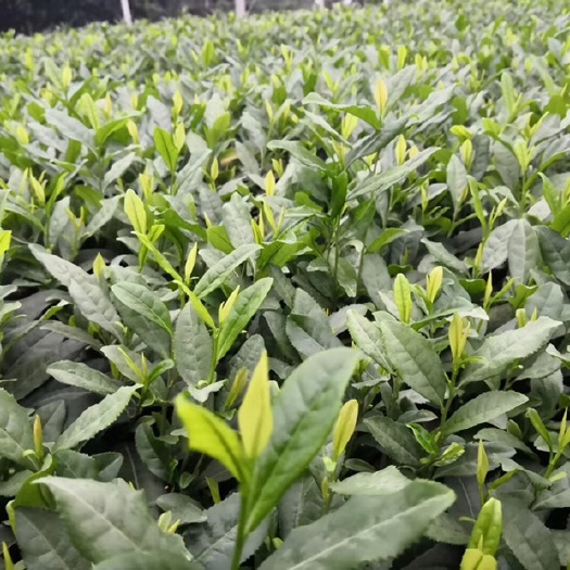 雅安奶白茶树苗  安吉白茶树苗 独本苗 0.5米以下