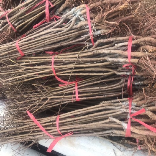 新泰市珍珠油杏苗