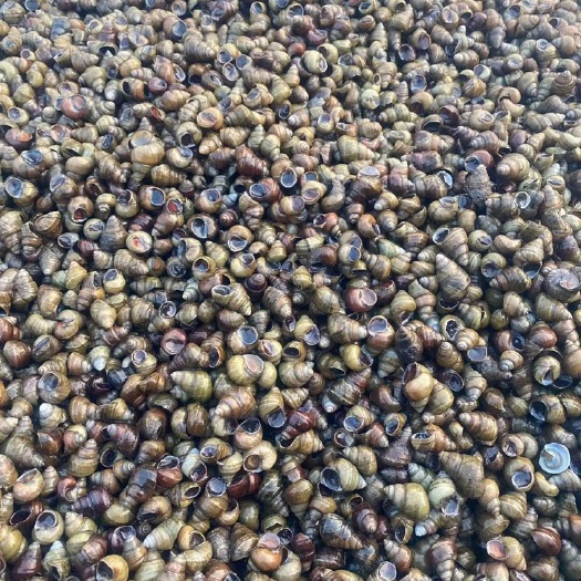 淮南螺蛳 每天供应2到5吨