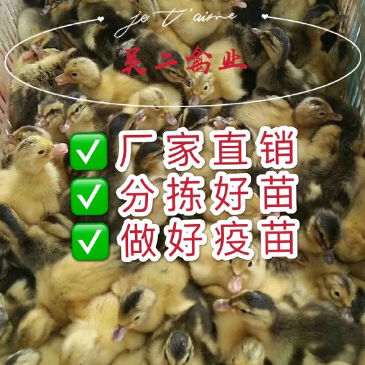 南宁 鸭苗桂柳鸭苗，精品好苗，包邮，包路损【热卖款】