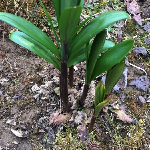恩施市 大量出售川贝母种子，海拔1600多米的种植基地，天然无污染