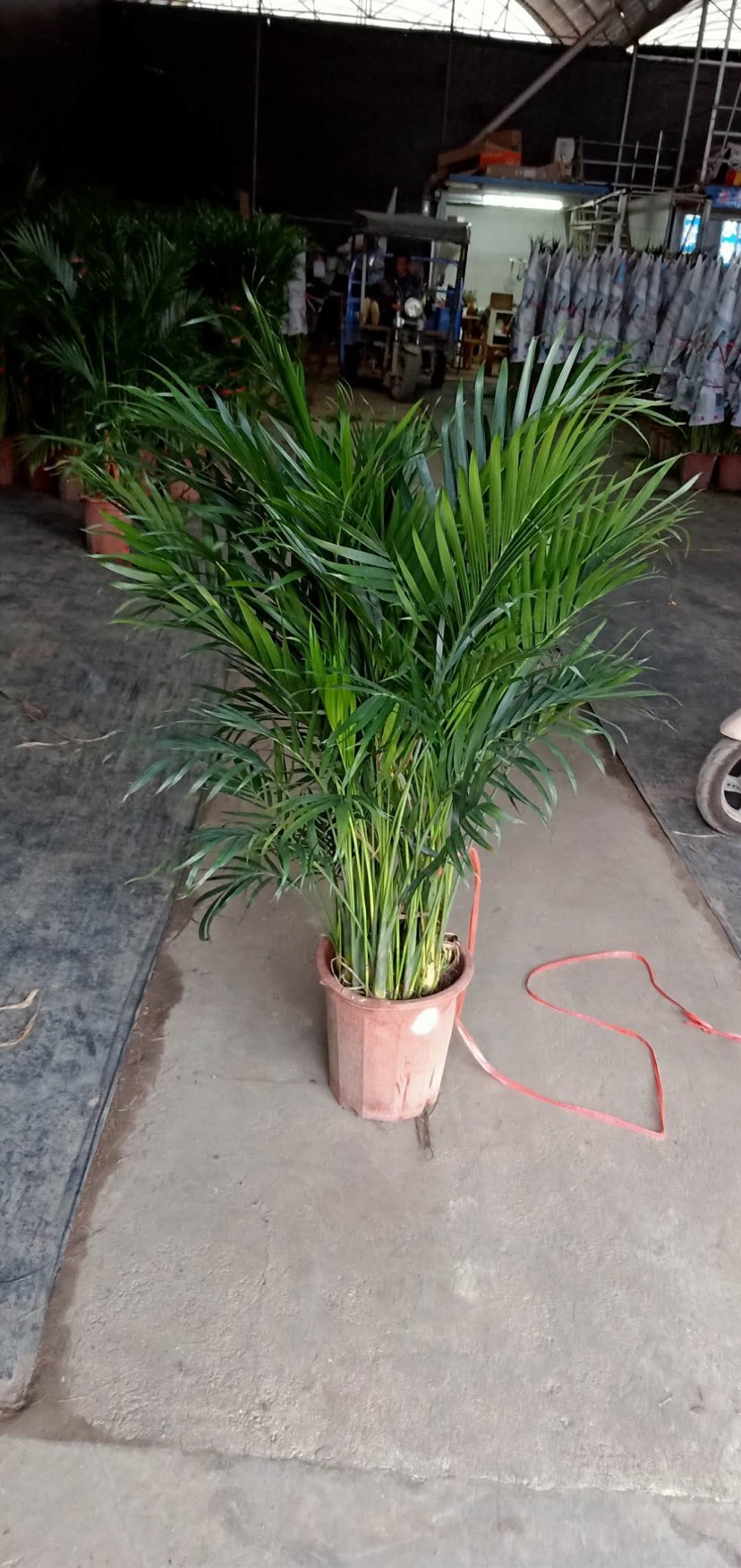 普宁市散尾葵盆栽1.5～2米植物四季常青观叶植物净化空气耐寒