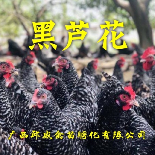 南宁 大种黑芦花鸡苗 免费提供后期养殖技术  包运输路损包打疫苗