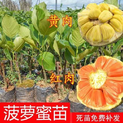 灵山县马来西亚一号菠萝蜜苗