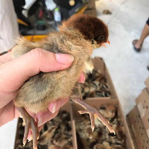 南宁 青脚麻鸡苗，打好疫苗，抗病力强，好养活，死亡包赔。放心购