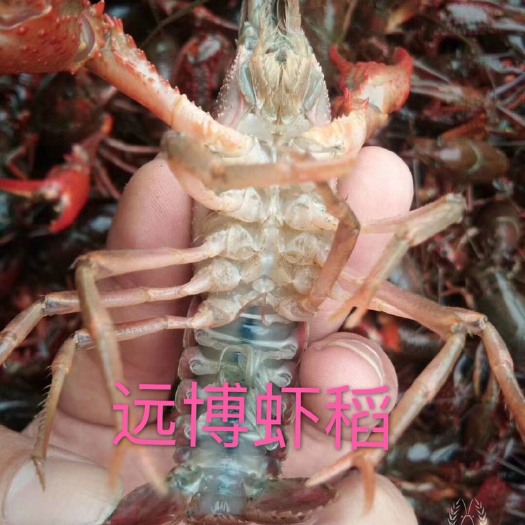 监利市 大青硬规格小龙虾清水虾稻田虾餐馆饭店包邮