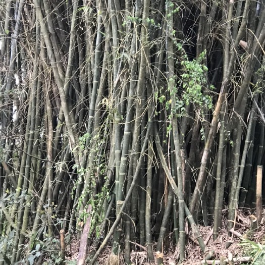 英德市毛竹