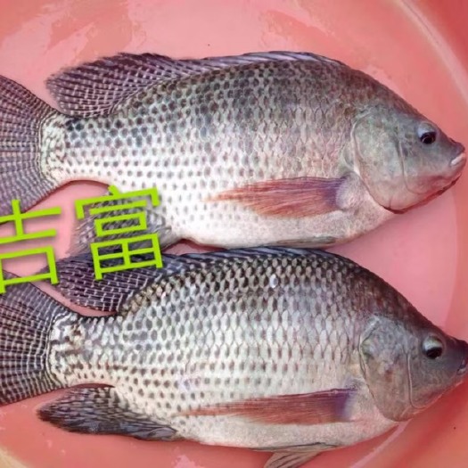高州市 海南杂交快大罗非鱼苗