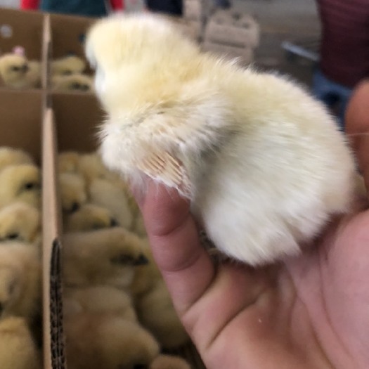 南宁 竹丝鸡苗