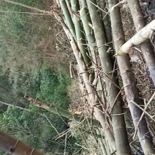 大化县 老竹子林了 需要原料 或者做筷条的请联系我。在河池都阳附近。