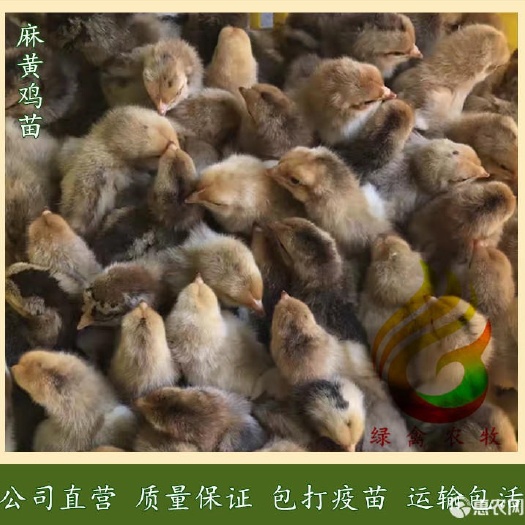 广州 麻黄鸡苗 k9肉鸡苗 优质882鸡苗 质量保证 全国包邮