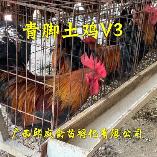 南宁 青脚土鸡苗v3鸡苗青脚三色腿
