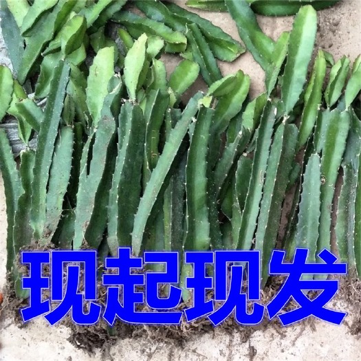 灵山县红皮红肉火龙果苗