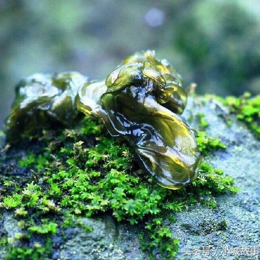 万载县江西鲜地皮菜.大山深处的美味