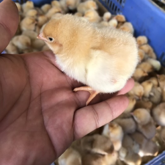 南宁三黄鸡苗 统货