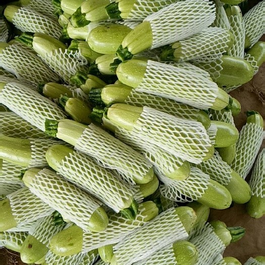 莒县翡翠一号西葫芦 0.5斤~1斤
