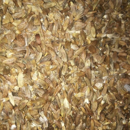 郸城县 白术种子