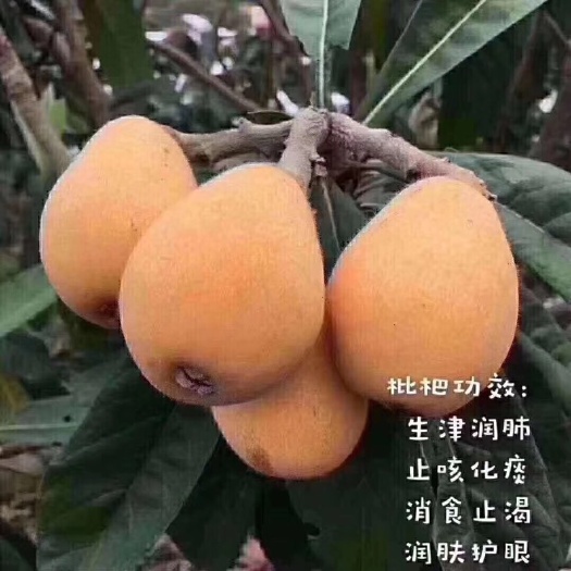 莆田 自然果枇杷