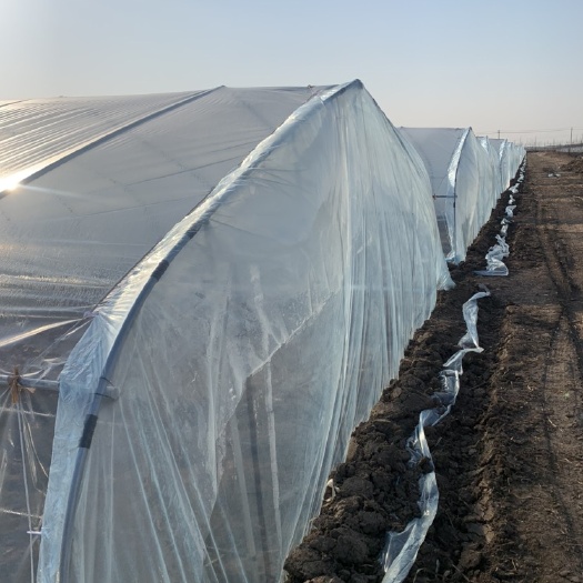 天津蔬菜大棚  简易插地大棚 价格非常实惠 种植大棚