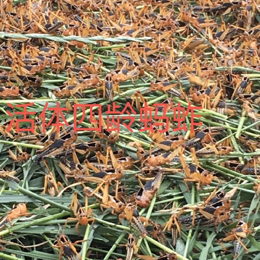 黔西市 蚂蚱成虫，有一千斤左右，可长期合作
