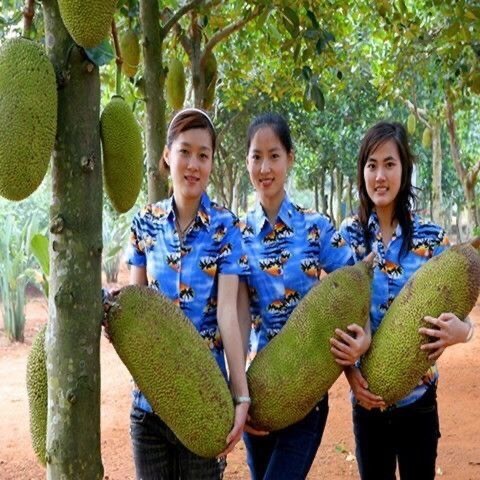 灵山县红肉菠萝蜜苗