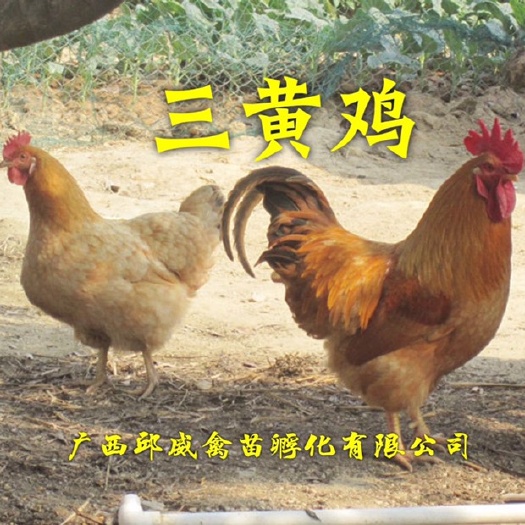 南宁 热卖畅销 三黄鸡苗 免费提供养殖技术 小三黄鸡苗包运输路损