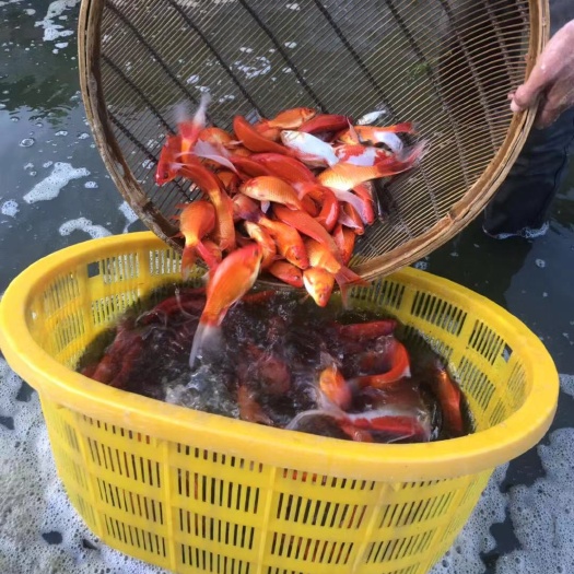北京 本场出售长尾草金鱼、