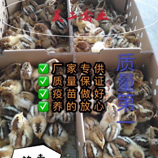 南宁 鸡苗青脚麻鸡苗【有经营许可证】包运输，质优价廉