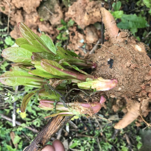古蔺县 新挖商陆，深山环境好，无污染
