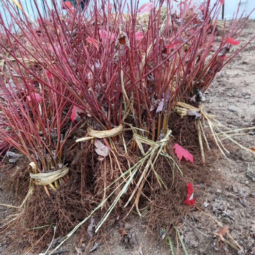 开原市美国红枫小苗