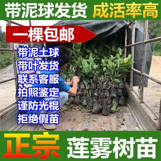 灵山县黑金刚莲雾苗