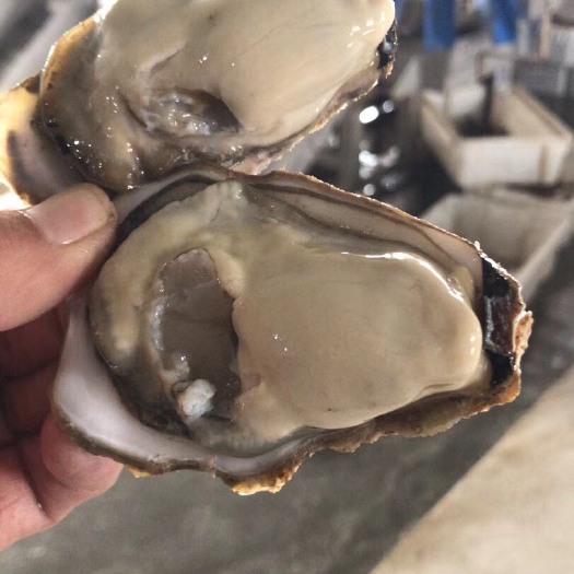 乳山市 山东生蚝厂家牡蛎微商代发