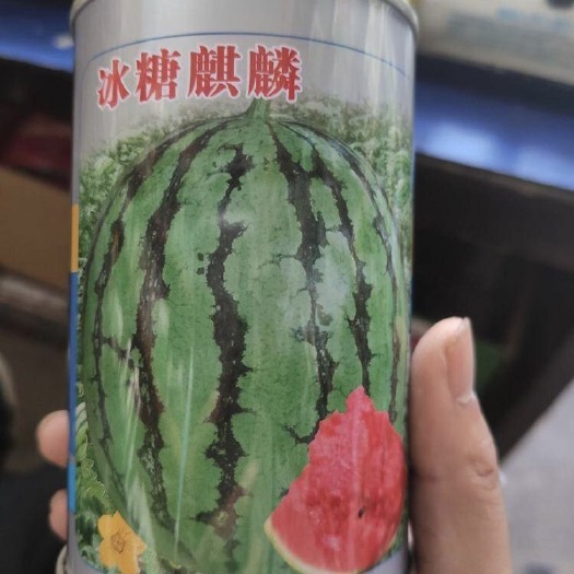 上海冰糖麒麟王西瓜种子 亲本（原种） ≥95%