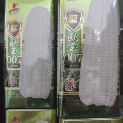 上海 糯玉米种子  欧玉007
