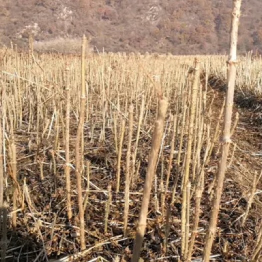 尚志市刺嫩芽苗 刺老芽苗 一年二年生苗