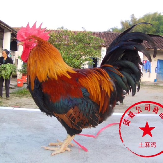 南宁清远麻鸡苗 热卖款 清远麻鸡1.5号2号苗 免费提供养殖技术 家养土麻鸡