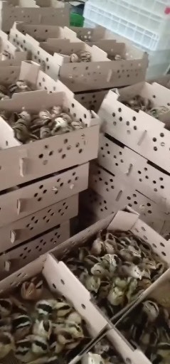 南宁黑瑶鸡苗