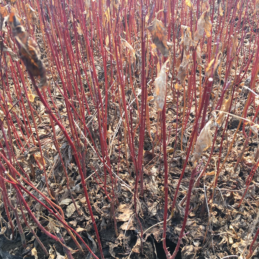 東北遼寧 紅瑞木容器苗 價(jià)格合理量大詳談