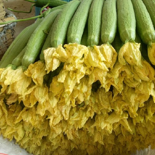 济南 中绿鲜花丝瓜，批发价格，40cm以上瓜直