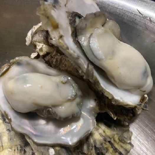 青岛 鲜活壳薄海蛎子生蚝牡蛎 一手货源 自产自销 可视频发货