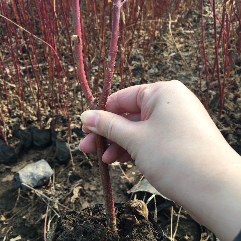 東北遼寧 紅瑞木容器苗 價(jià)格合理量大詳談