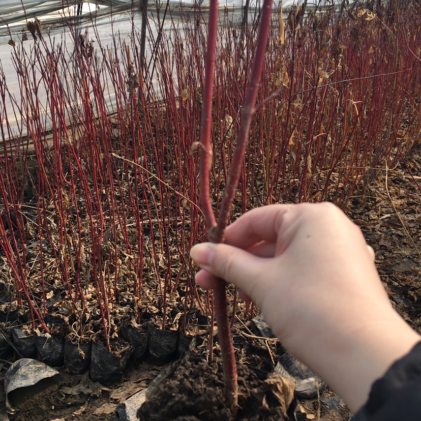 東北遼寧 紅瑞木容器苗 價(jià)格合理量大詳談