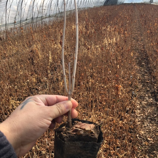 东北辽宁 天目琼花 鸡树条荚蒾 容器苗