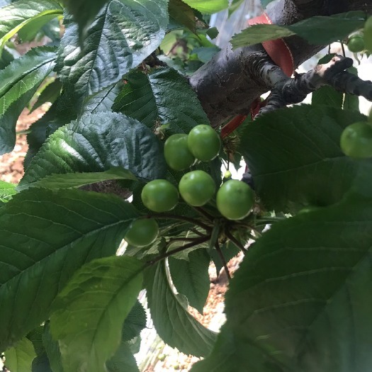 青州市 自家种植的樱桃提前接受预定，价格和市场同步