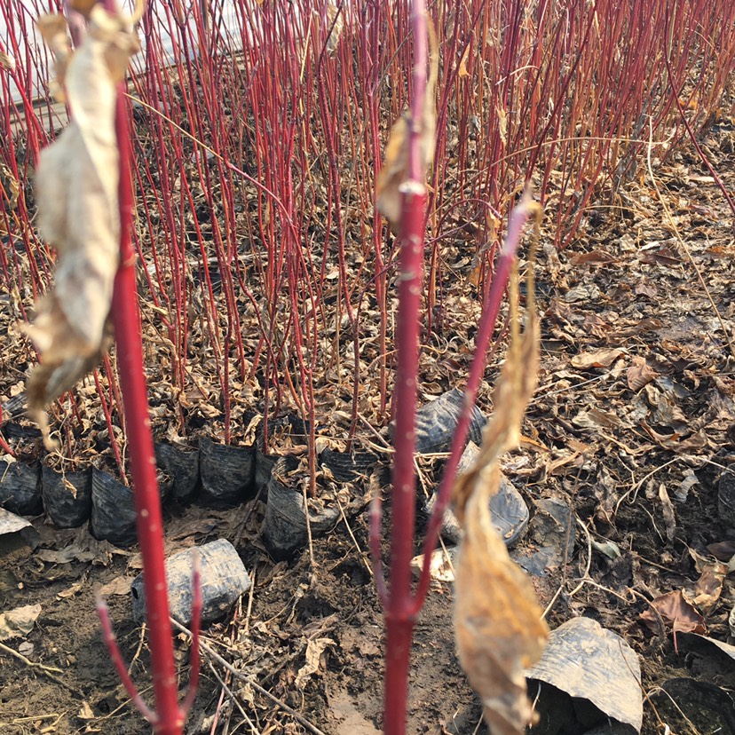 東北遼寧 紅瑞木容器苗 價(jià)格合理量大詳談