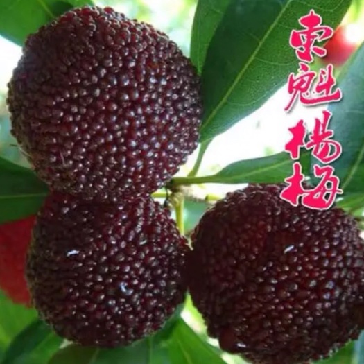 平邑县 东魁杨梅树苗 嫁接杨梅苗 基地直供 包品种保成活