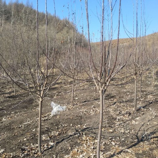 开原市123苹果树苗 123小苹果树价格