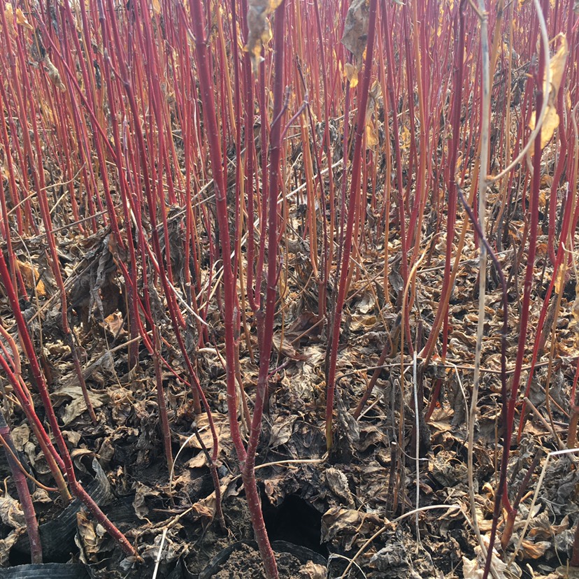 東北遼寧 紅瑞木容器苗 價(jià)格合理量大詳談