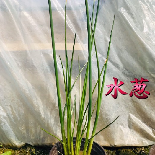 常州 水葱